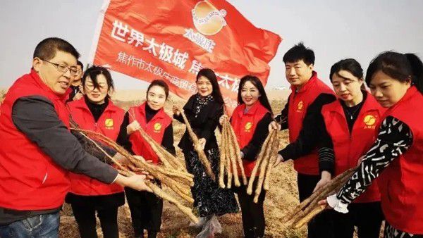 鐵棍山藥規(guī)模化、標(biāo)準(zhǔn)化種植
