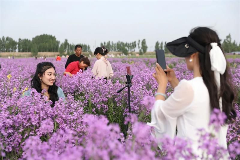 10萬余人次！太極莊首屆紫色油菜花節(jié)收官