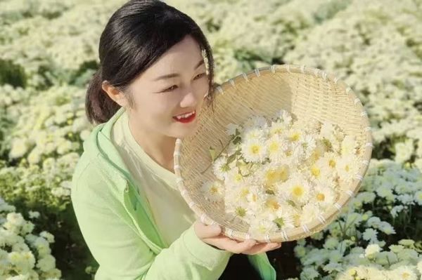 十一暢玩指南：太極莊懷藥小鎮(zhèn)！邂逅秋日花海，樂享田園時光！