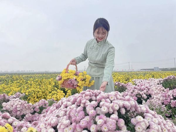 重陽秋色暖，賞菊正當時|太極莊邀您共赴懷藥小鎮(zhèn)秋日雅集
